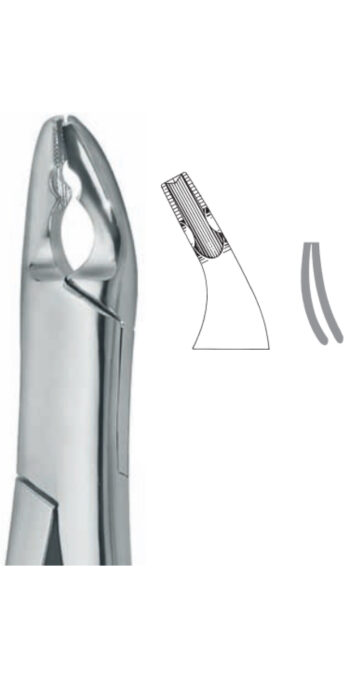 Extracting Forceps , upper incisors, bicuspids and roots, serrated